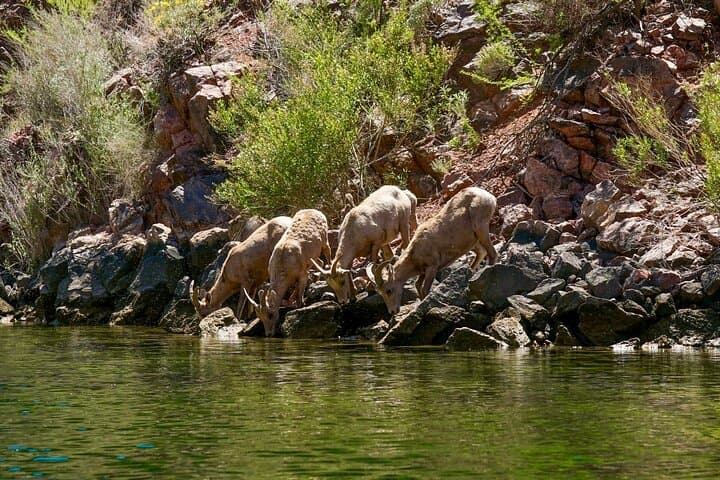Black Canyon Narrows Full-Day Kayak & Hike — 8-Mile Advanced Colorado River Adventure photo 6