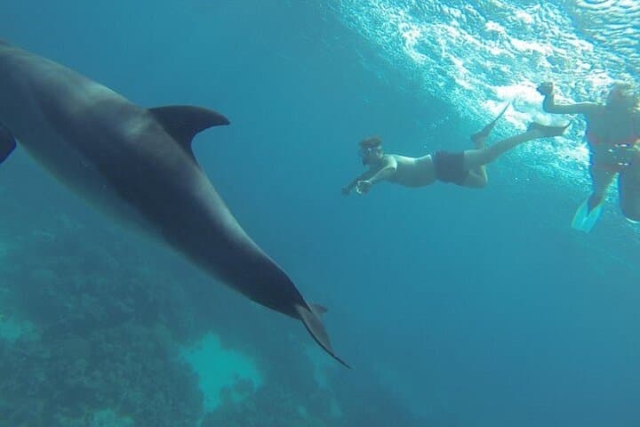 Semi-Private Speedboat to Dolphin House — Swim with Dolphins in Hurghada photo 5
