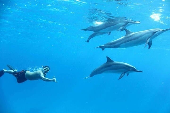 Semi-Private Speedboat to Dolphin House — Swim with Dolphins in Hurghada