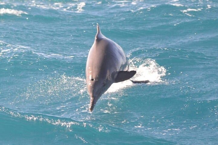 Semi-Private Speedboat to Dolphin House — Swim with Dolphins in Hurghada photo 6