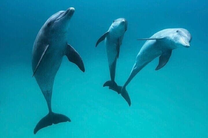 Hurghada Dolphin Photo Session — Responsible Photo Encounter with Transfer photo 6