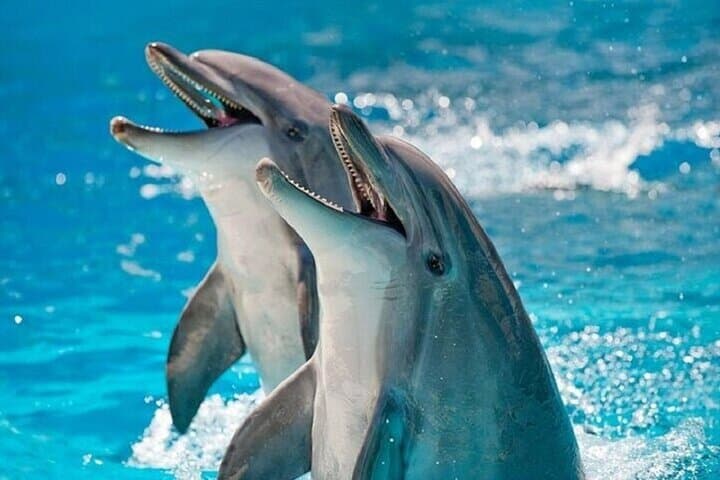 Hurghada Dolphin Photo Session — Responsible Photo Encounter with Transfer