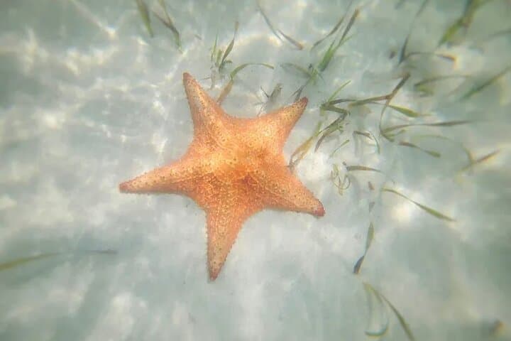 Eastern Grand Cayman Coastal Tour — Starfish Point & Rum Point Highlights photo 4