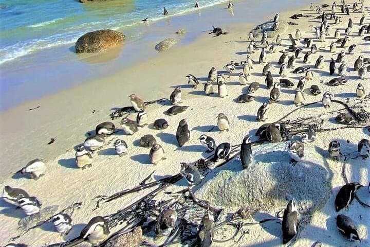 Cape Point & Peninsula Private Car Tour from Cape Town photo 4