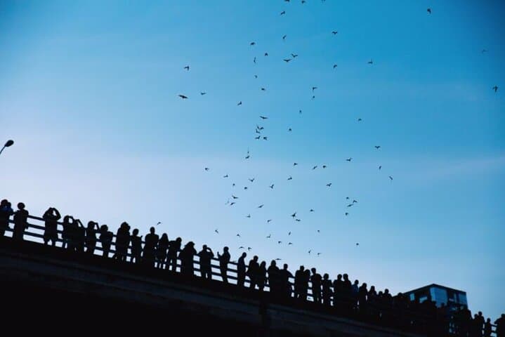 Austin Sunset Cruise & Night Driving Tour with Congress Avenue Bridge Bat Viewing photo 5
