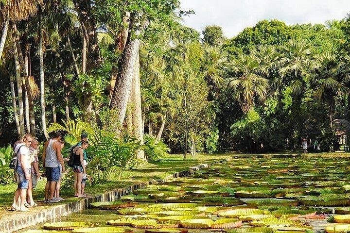 North Mauritius Private Day Tour — Pamplemousses Garden, L’Aventure du Sucre & Port Louis photo 5