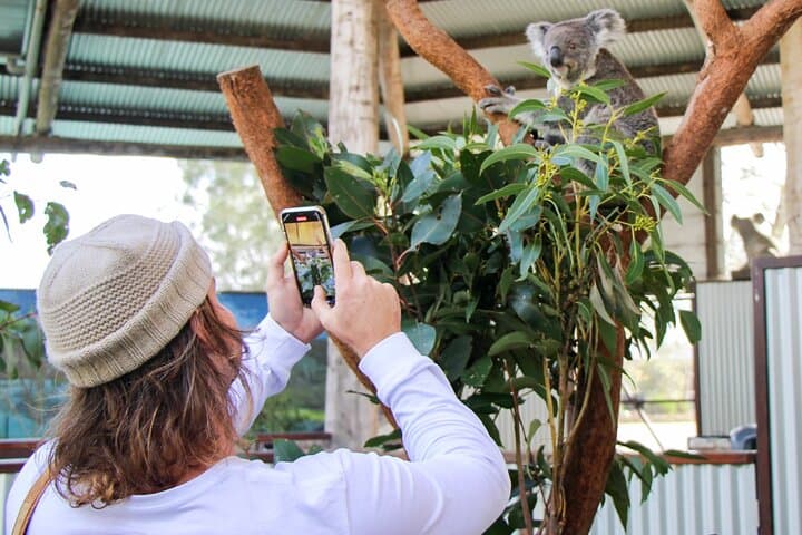 Port Stephens Animal Lovers Tour: Dolphins, Kangaroos & Sand Dunes from Newcastle photo 2