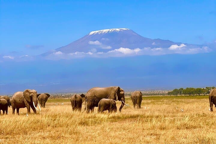 Amboseli in Two Days: Elephant Herds and Kilimanjaro Views photo 3