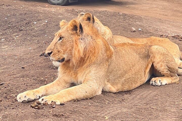 Amboseli in Two Days: Elephant Herds and Kilimanjaro Views photo 4
