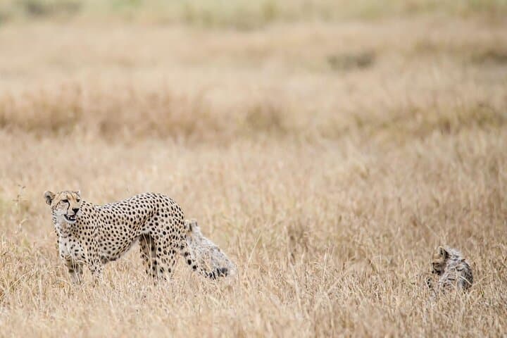 Amboseli in Two Days: Elephant Herds and Kilimanjaro Views photo 2