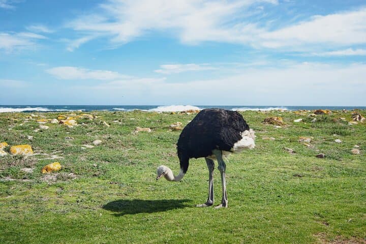 Full-Day Cape Peninsula Tour: Cape of Good Hope, Boulders Beach & Cape Point photo 6