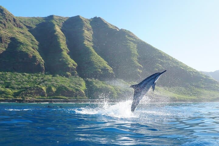 Oahu Dolphin Watch Cruise with Waterslide & Snorkeling — Makaha Marine Adventure photo 1