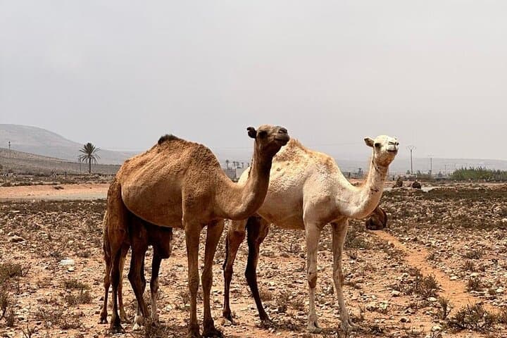 3-Day Desert Tour from Marrakech to Erg Chebbi — Camel Treks, Kasbahs & Dunes photo 6