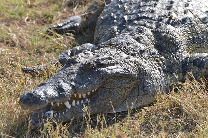 Full-Day Chobe Safari: Boat Cruise and Game Drives with Lunch