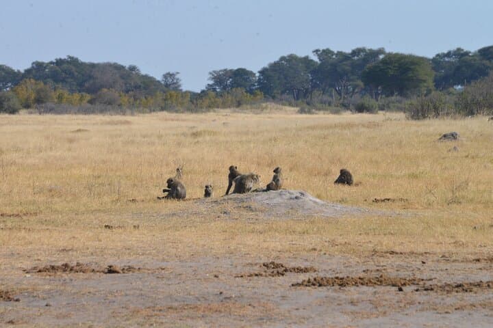 Full-Day Chobe Safari: Boat Cruise and Game Drives with Lunch photo 2