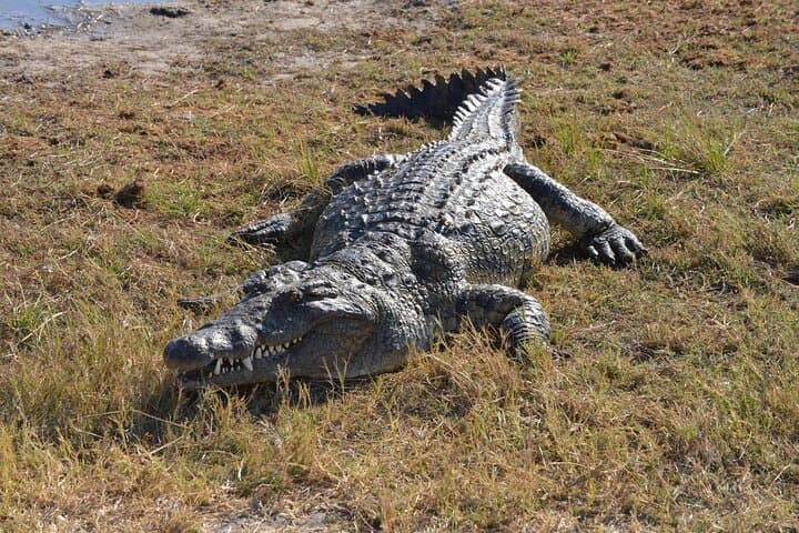 Full-Day Chobe Safari: Boat Cruise and Game Drives with Lunch photo 3