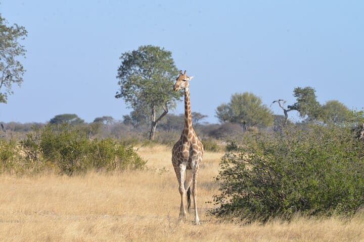 Full-Day Chobe Safari: Boat Cruise and Game Drives with Lunch photo 4