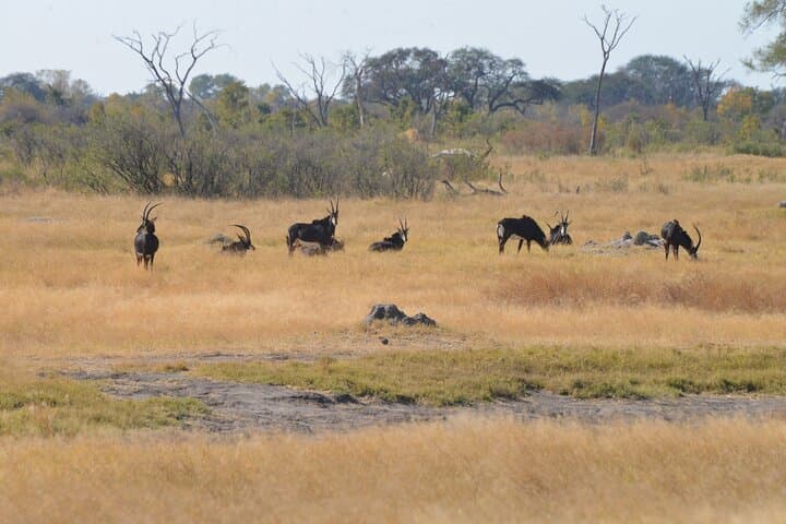 Full-Day Chobe Safari: Boat Cruise and Game Drives with Lunch photo 5