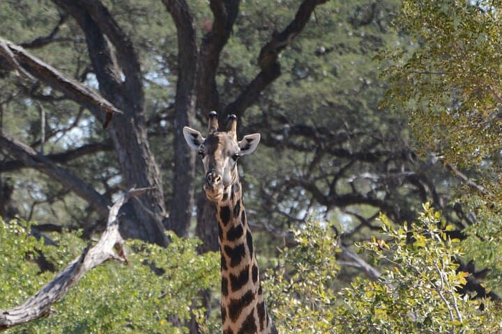 Full-Day Chobe Safari: Boat Cruise and Game Drives with Lunch photo 6