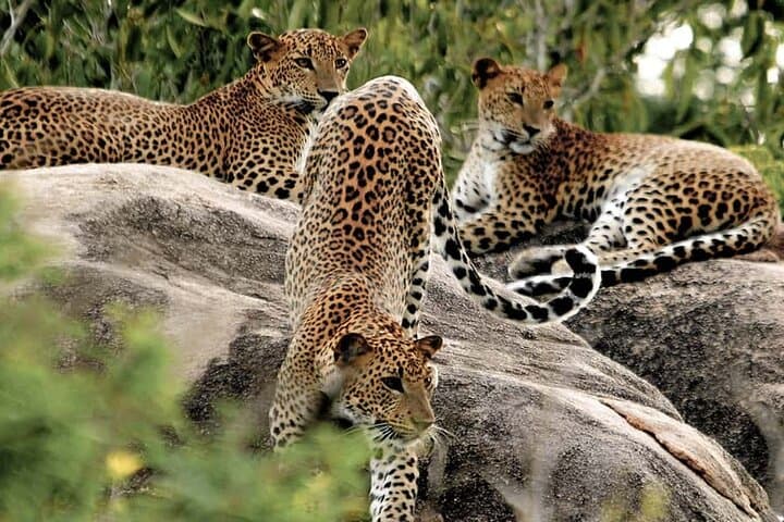 Discover Sri Lanka: Heritage, Wildlife, and Waves Adventure photo 2
