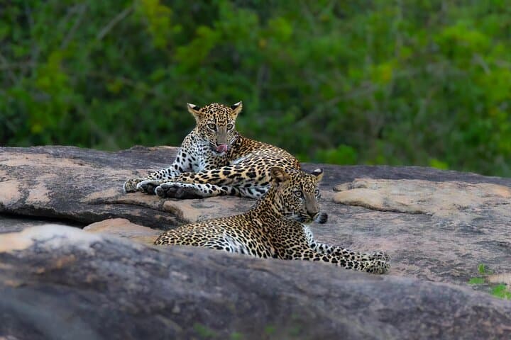 Private Yala Safari: Fast-Entry Leopard, Elephant & Birdwatching Tour photo 4