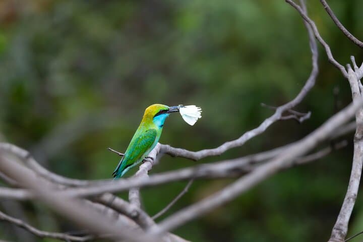 Private Yala Safari: Fast-Entry Leopard, Elephant & Birdwatching Tour photo 5