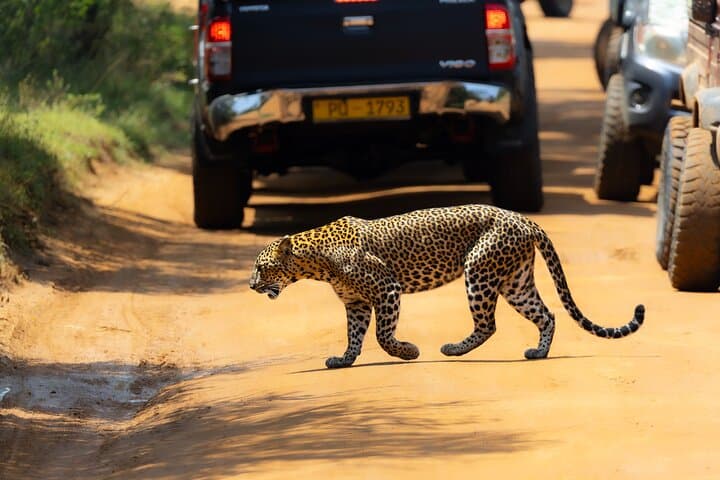 Private Yala Safari: Fast-Entry Leopard, Elephant & Birdwatching Tour photo 6