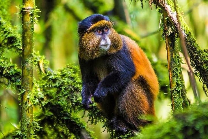 Golden Monkey Trekking & Iby'Iwacu Cultural Experience — Volcanoes National Park photo 1