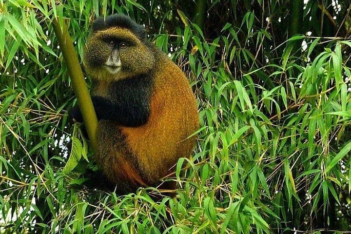Golden Monkey Trekking & Iby'Iwacu Cultural Experience — Volcanoes National Park photo 2
