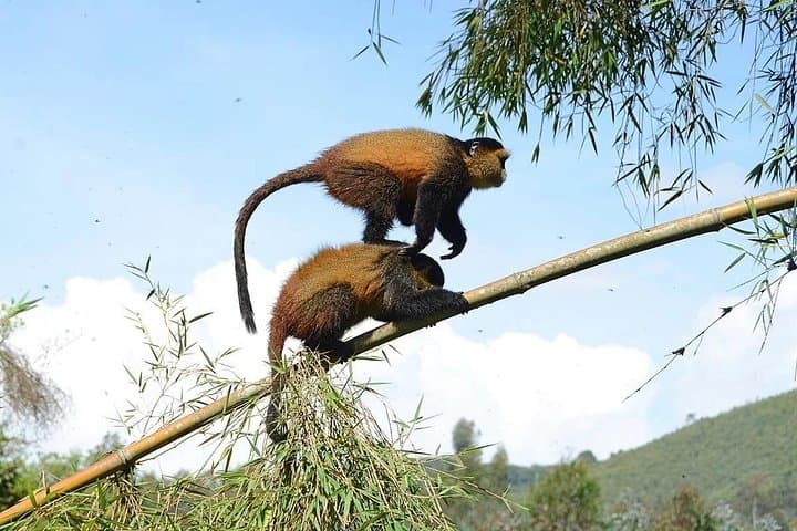 Golden Monkey Trekking & Iby'Iwacu Cultural Experience — Volcanoes National Park photo 3