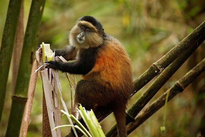 Golden Monkey Trekking & Iby'Iwacu Cultural Experience — Volcanoes National Park photo 4