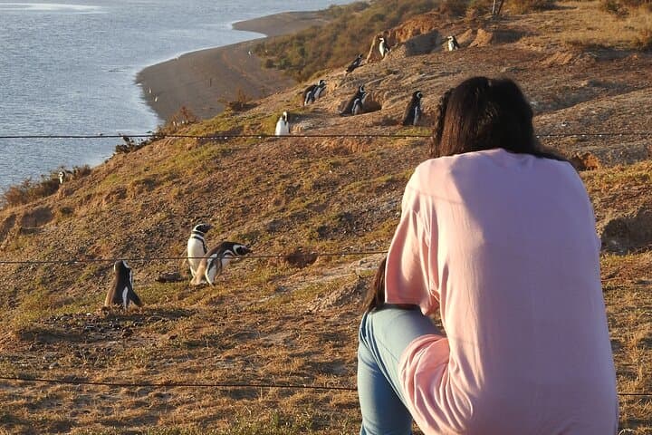 Peninsula Valdés Shore Tour from Puerto Madryn: Wildlife, Orcas & Coastal Viewpoints photo 3