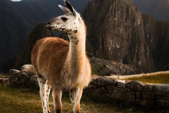 Private Machu Picchu Guided Tour from Aguas Calientes — Skip-the-Line with an Expert Guide photo 3