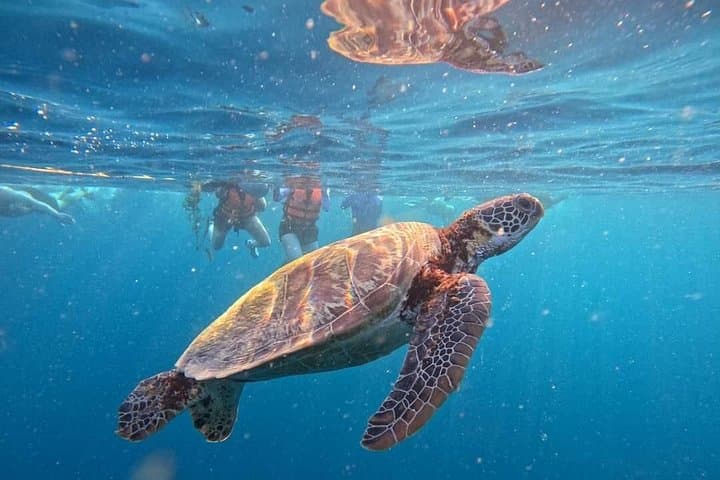 Oslob Whale Sharks & Moalboal Sardine Run: Full-Day Snorkel from Cebu photo 1