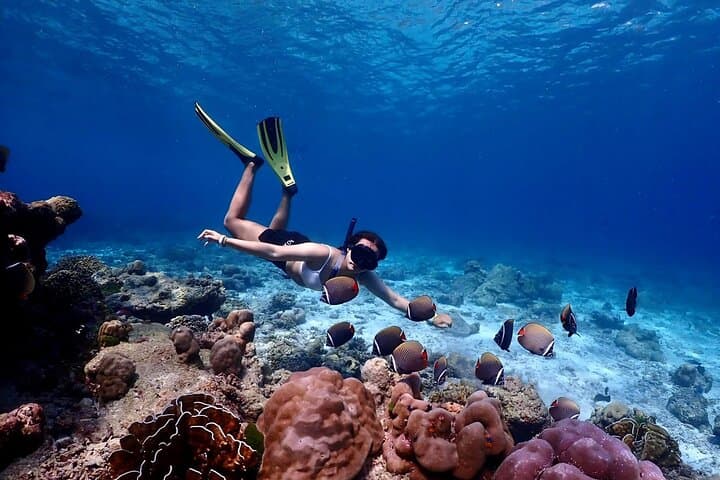 Lazy Day Similan Snorkeling: Speed Catamaran from Khao Lak to the Similan Islands photo 4