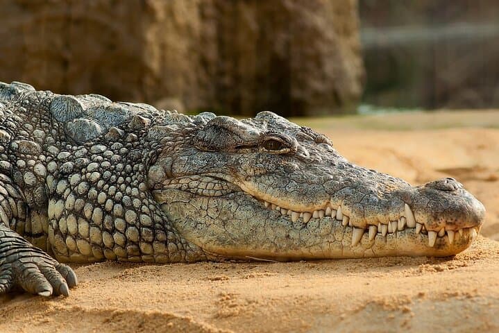 Full-Day Gambia Cultural Tour: Serrekunda Market, Kachikally Crocodile Pool & Sanyang Beach