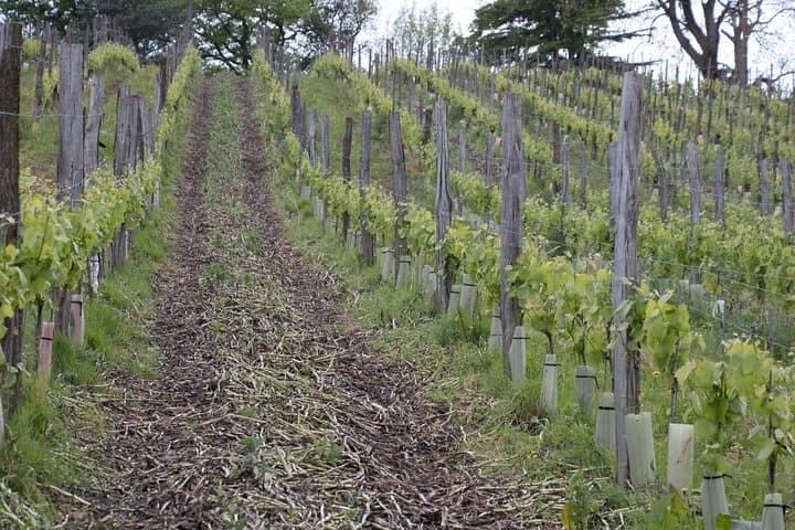 Solve a Wine Mystery: Suspicions in Jurançon Vineyard Day Adventure photo 3