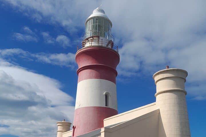 Cape Agulhas Southern Point Private Tour: Penguins, Whales & Wine from Cape Town