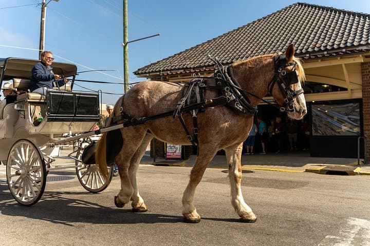 Private Daytime Horse-Drawn Carriage Tour of Historic Charleston photo 4