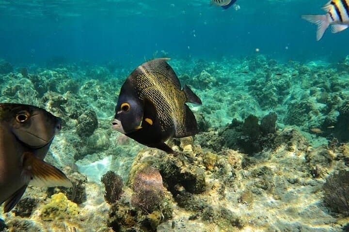 Roatán Snorkel, Wildlife and Rum Cake: West Bay Reef & Island Highlights photo 3