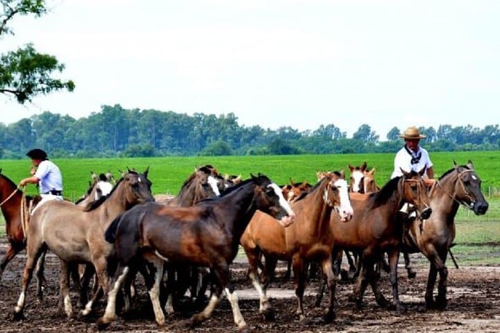 Ranch Day at Estancia Santa Susana — Buenos Aires Country Experience photo 5