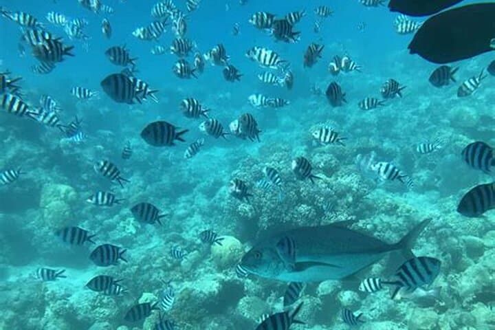 Roatán Glass-Bottom Boat & Wildlife Sanctuary with Chocolate and Rum Tasting photo 4