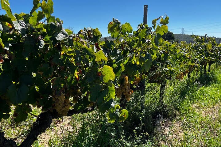 Private Artisanal Winery Visit & Wine Tasting from Sitges photo 2