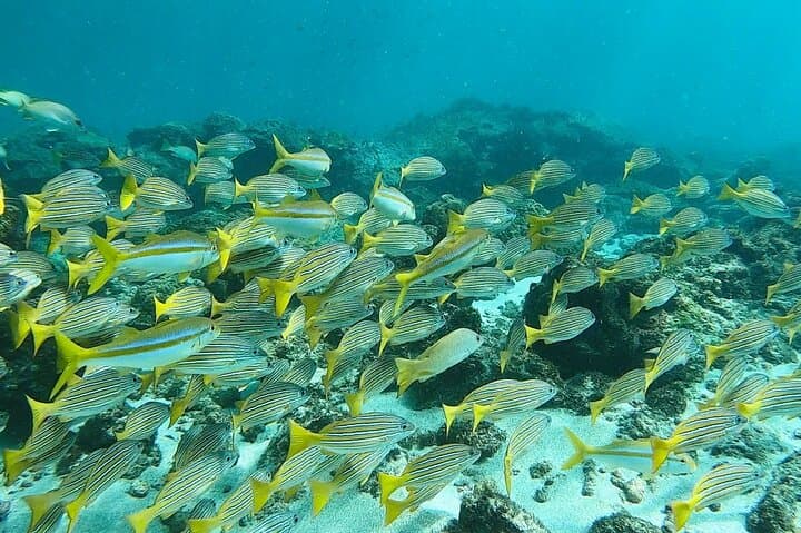 Corcovado Sirena & Caño Island Snorkel — 2-Day Osa Peninsula Adventure photo 2