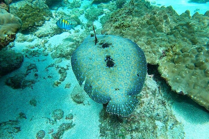 Corcovado Sirena & Caño Island Snorkel — 2-Day Osa Peninsula Adventure photo 4