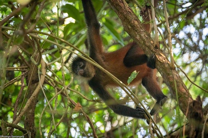 Corcovado Sirena & Caño Island Snorkel — 2-Day Osa Peninsula Adventure photo 3