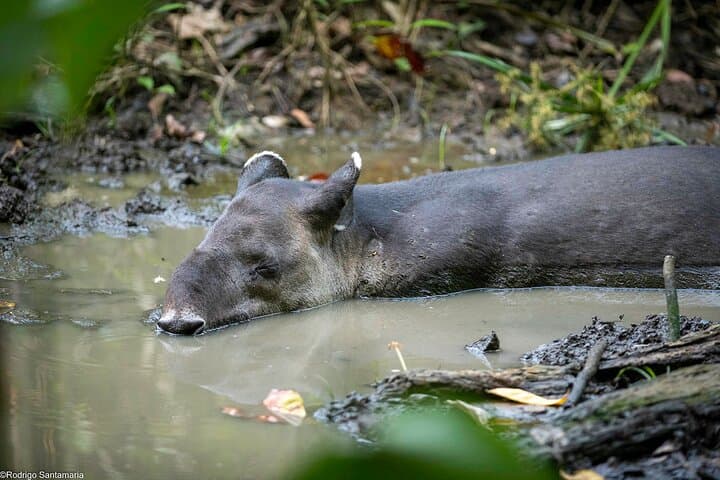 Overnight at Sirena: 2-Day Corcovado Expedition from Puerto Jimenez photo 4