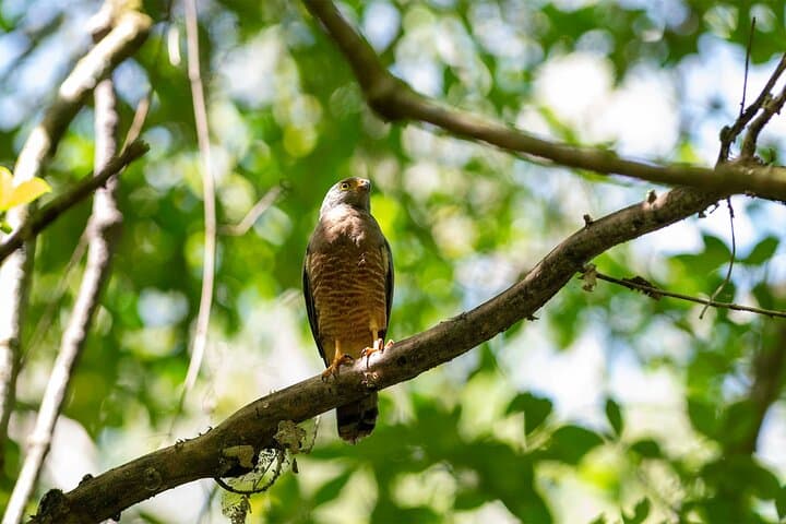 Overnight at Sirena: 2-Day Corcovado Expedition from Puerto Jimenez photo 6