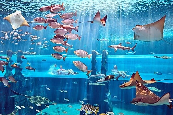 Explore Dubai's Lost Chambers Aquarium at Atlantis: Tickets, Tips & What to Expect photo 5