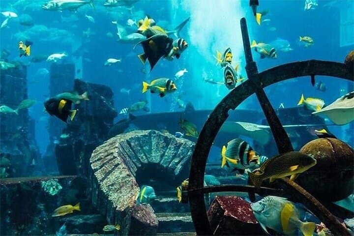 Explore Dubai's Lost Chambers Aquarium at Atlantis: Tickets, Tips & What to Expect photo 6